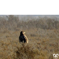 گونه عقاب دریایی دم سفید White tailed Eagle